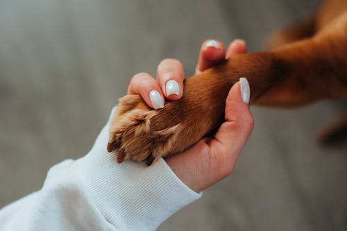 How To Stop Bleeding After Trimming Your Dog's Nails Too Short | Dog  Training Nation