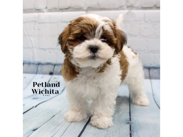 [#18239] Brown and White Male Teddy Bear Puppies for Sale
