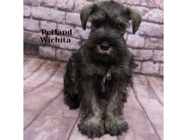 [#18251] Salt / Pepper Male Miniature Schnauzer Puppies for Sale