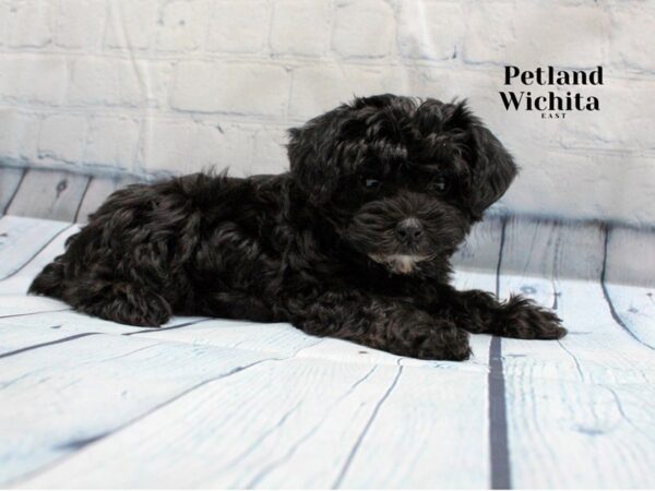 [#18265] Black Female Morkie Poo Puppies for Sale