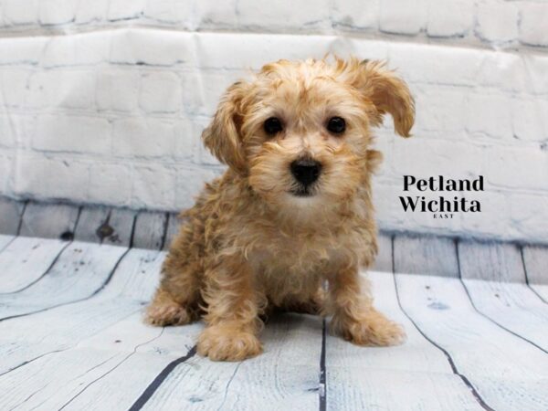 [#18264] Red Male Morkie Poo Puppies for Sale