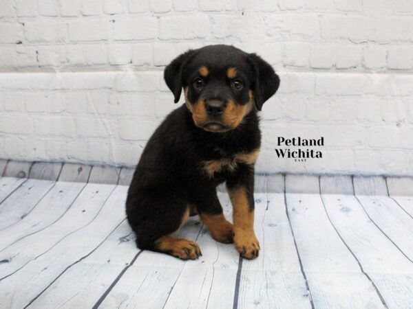 [#18261] Black and Tan Female Rottweiler Puppies for Sale