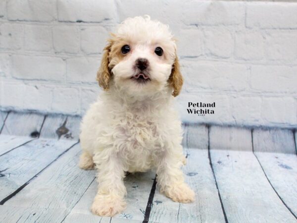 [#18266] Red Partial Female Miniature Poodle Puppies for Sale