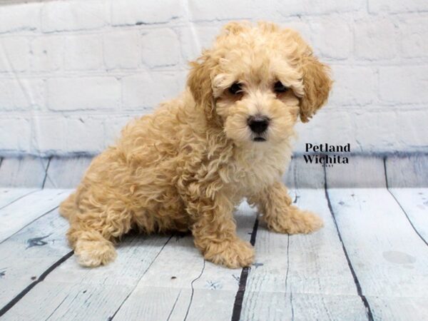 [#18267] Red Male Miniature Poodle Puppies for Sale