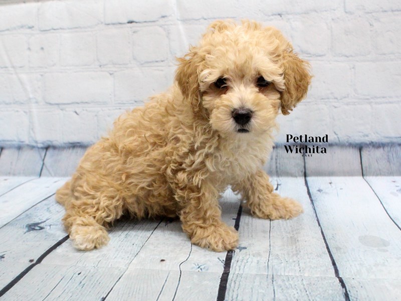 Miniature Poodle - 18267 Image #1