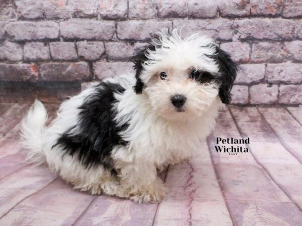 [#18276] White / Black Female Coton De Tulear Puppies for Sale