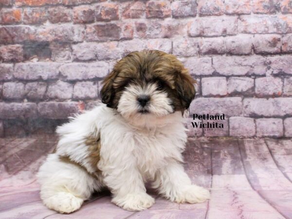 [#18275] Gold & White Female Shih Poo Puppies for Sale