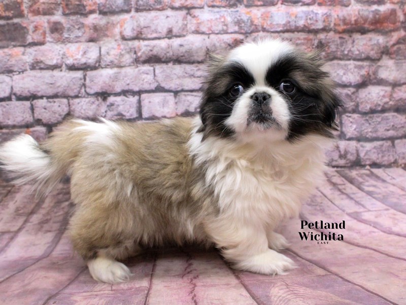 Pekingese - 18284 Image #1