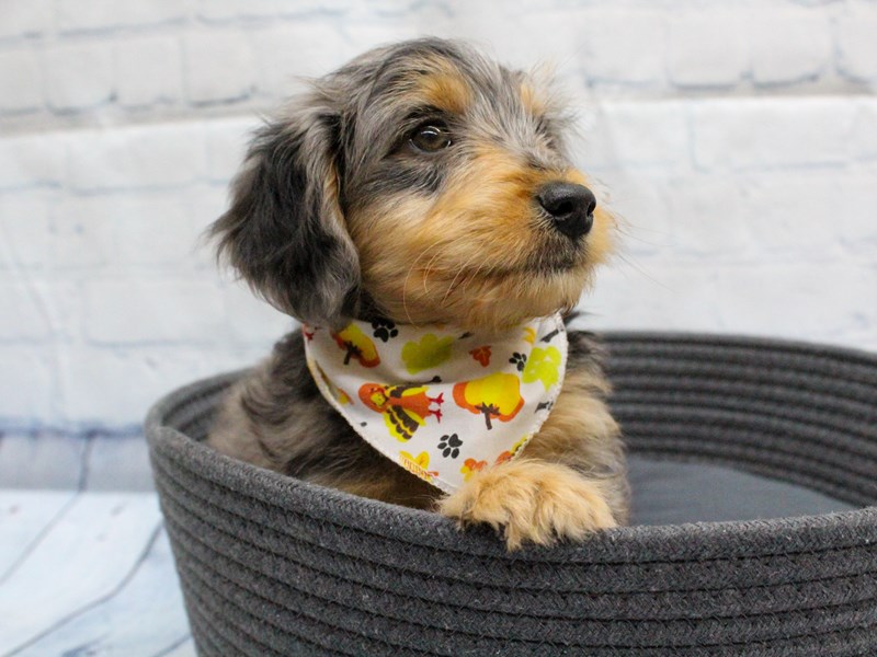 Mini Aussiedoodle - 18287 Image #1