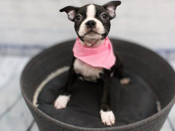 [#18280] Black and White Female Boston Terrier Puppies for Sale