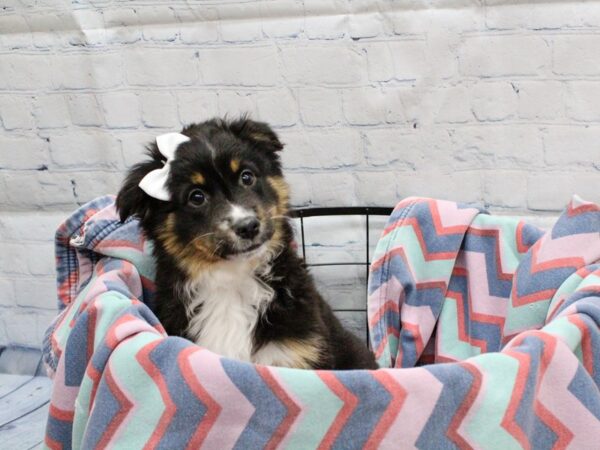 [#18271] Black Tri Female Miniature Australian Shepherd Puppies for Sale