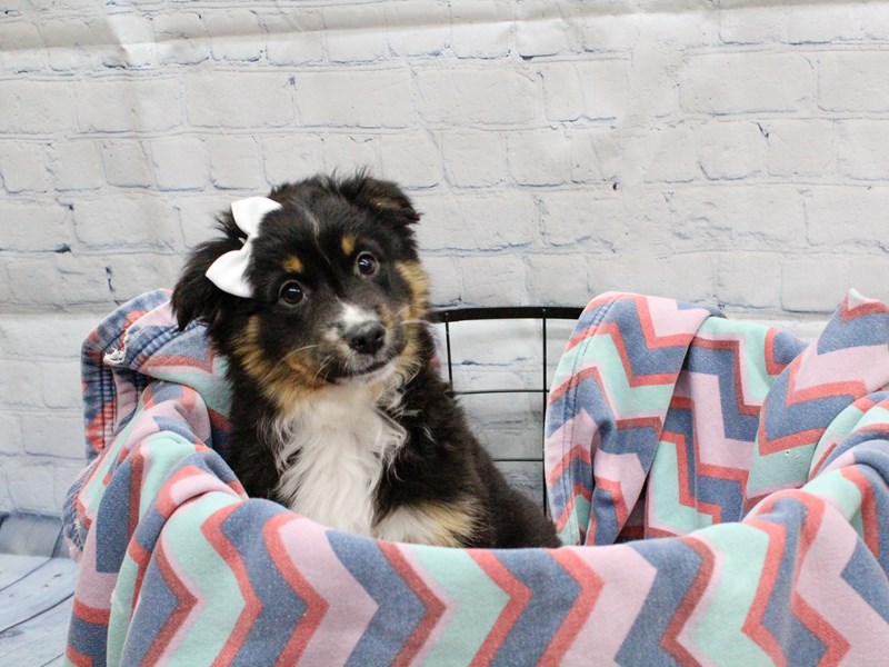 Miniature Australian Shepherd - 18271 Image #1