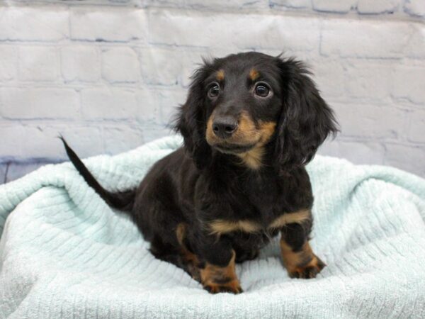 [#18304] Black and Tan Male Miniature Dachshund Puppies for Sale