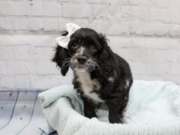 [#18306] Blue, Black and Tan Female Cockapoo Puppies for Sale