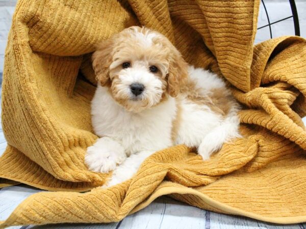 [#18308] Red / White Female F1B Mini Goldendoodle Puppies for Sale