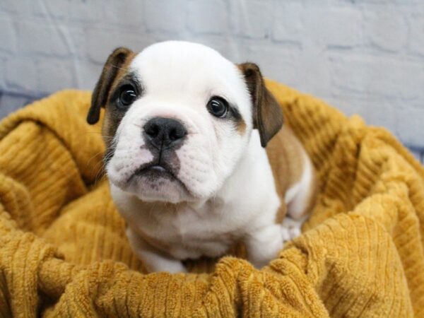 [#18299] Brown and white Male Mini Bulldog Puppies for Sale