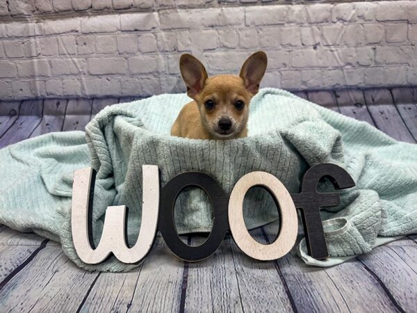[#18324] Blue & White Male Chihuahua Puppies for Sale