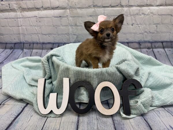 [#18325] Chocolate & White Female Chihuahua Puppies for Sale