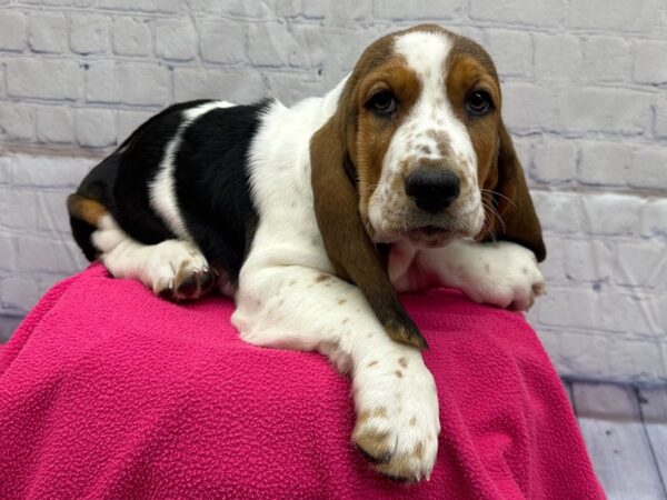 [#18311] Black White and Tan Female Basset Hound Puppies for Sale