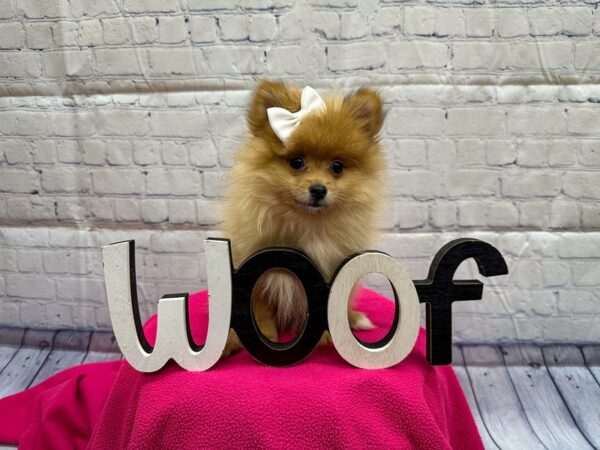 [#18317] Sable Female Pomeranian Puppies for Sale