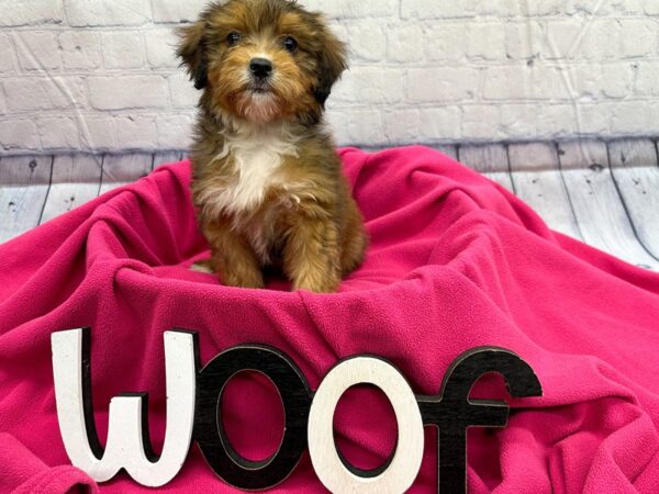 [#18323] Red Sable w/White Male Mini Aussiedoodle Puppies for Sale