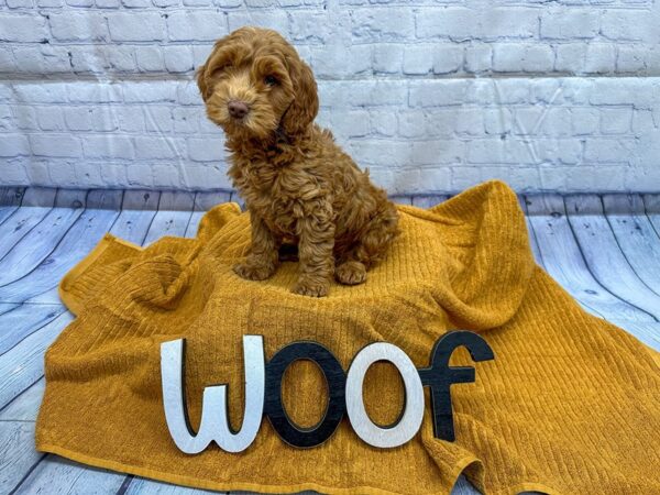 [#18321] Red Male 2nd Gen Cockapoo Puppies for Sale