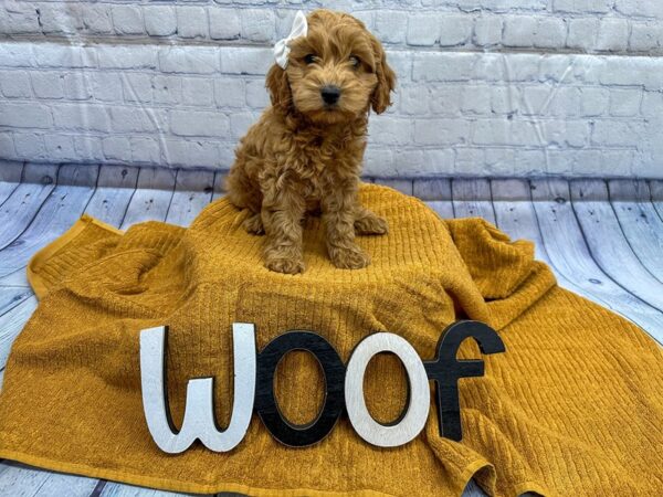 [#18320] Red Female 2nd Gen Cockapoo Puppies for Sale