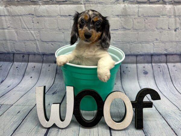 [#18316] Blue Dapple Parti Female Miniature Dachshund Puppies for Sale