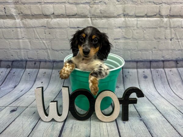 [#18314] Black & White Piebald Male Miniature Dachshund Puppies for Sale