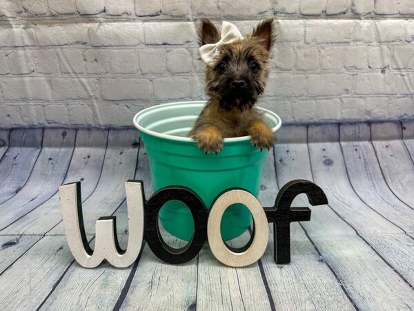 [#18313] Wheaten Female Cairn Terrier Puppies for Sale