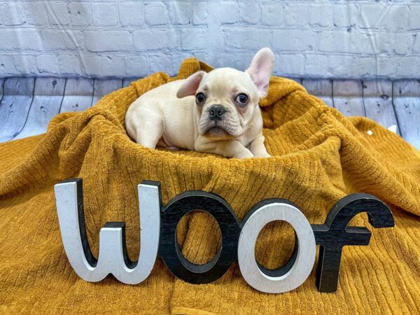 [#18322] Cream Male French Bulldog Puppies for Sale