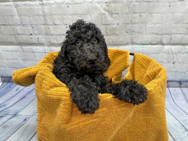 [#18343] Black Male Poodle Puppies for Sale