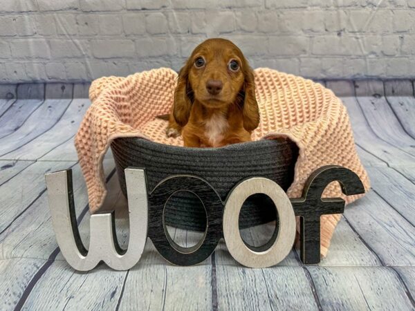 [#18342] Red Sable Female Miniature Dachshund Puppies for Sale