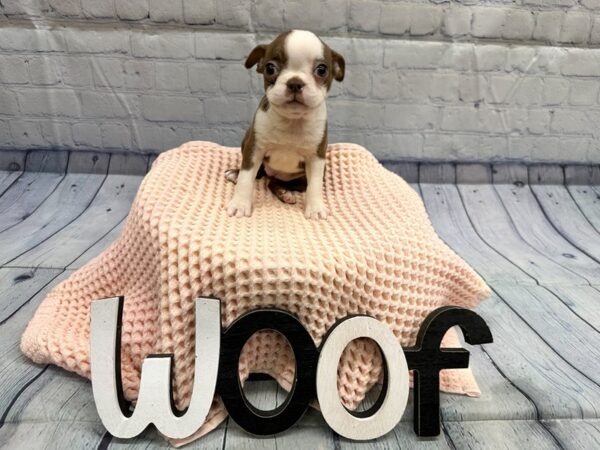 [#18338] Red & White Female Boston Terrier Puppies for Sale