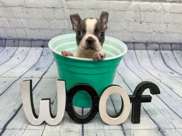 [#18337] Blue & White Splashed Male Boston Terrier Puppies for Sale