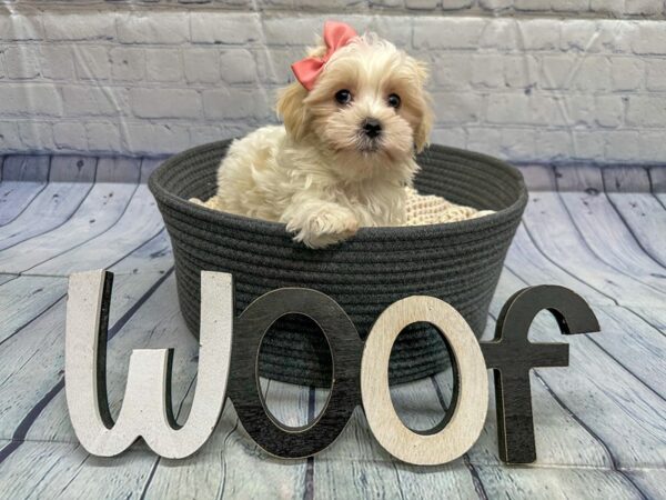 [#18336] White w/ Cream Female Malshi Puppies for Sale