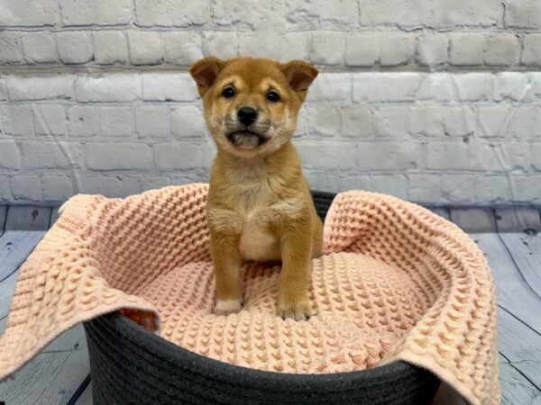 [#18335] Red Seasame Female Shiba Inu Puppies for Sale