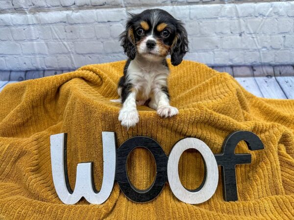 [#18333] Tri Male Cavalier King Charles Spaniel Puppies for Sale