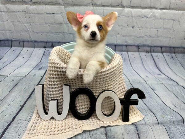 [#18340] Red Merle Female Auggie Puppies for Sale
