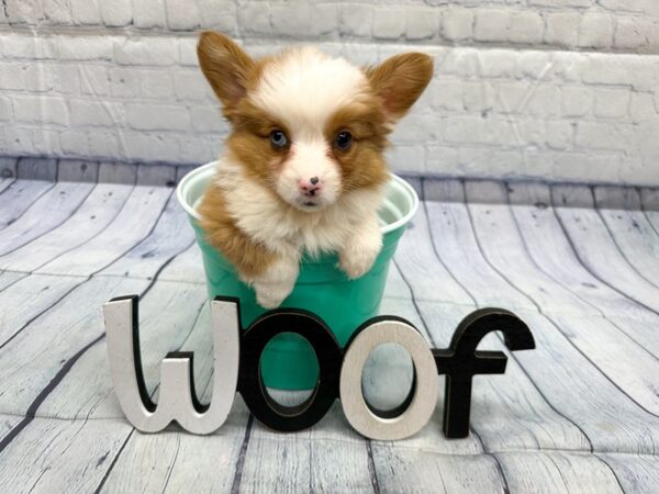 [#18339] Red Sable Merle Male Auggie Puppies for Sale