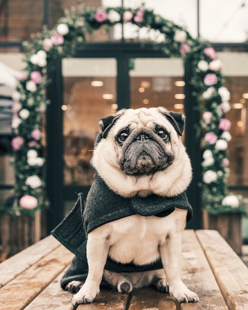 Pet Store Banner