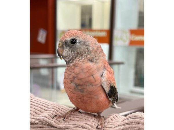 Petland birds discount for sale