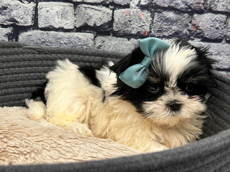 Dogs & Puppies for Sale Page 3 of 3 Petland Wichita, Kansas