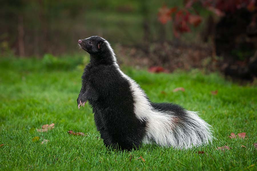 Skunk Odor and How to Remove It